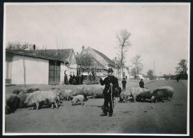 cca 1940-1950 Kondás és nyája a faluszélén, néprajzi fotó, jelzés nélkül, hullámos, 6x8 cm