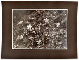 1935 Vajda E.: Természetfotók, Magas-Tátra, 3 db, kartonra kasírozva, hátoldalon feliratozva, 23,5×1...