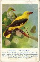 1915 Sárgarigó. A Magyar Földrajzi Intézet R.T. kiadása Székesfővárosi állatkerti sorozat / Oriolus galbula L. Hungarian birds series. s: Vezényi (EB)