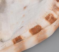 Nagyméretű tengeri sisakcsiga ház, 20x15,5x16,5 cm