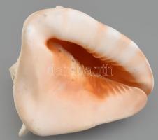 Nagyméretű tengeri sisakcsiga ház, 20x15,5x16,5 cm