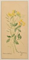 Wegener 66 jelzéssel: Sárga virág. Akvarell, papír. Jelzett, keret nélkül, 19x9 cm