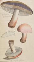 Jacob Boltons Geschichte der merkwürdigsten Pilze mit 44 illuminirten Kupfern. Erter Theil Dr. Carl ...