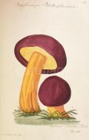 Jacob Boltons Geschichte der merkwürdigsten Pilze mit 44 illuminirten Kupfern. Erter Theil Dr. Carl ...