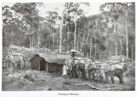 Hermann Wiele: Für Hagenbeck im Himalaja und den Urwäldern Indiens. Dreißig Jahre Forscher und Jäger...