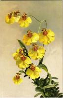 Oncidium varicosum Rogersii. Photochrome Serie 533. No. 1072.