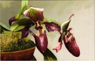 Cypripedium Masterianum x glaucophyllum. Photochrome Serie 533. No. 1066. (EK)