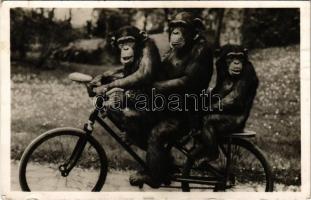 Budapest XIV. Városliget, Zoo Budapest, Kerékpározó csimpánzok az Állatkertben. Hölzel Gyula felvétele. Kiadja Budapest székesfőváros állat- és növénykertje (EB)