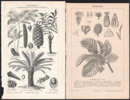 cca 1890-1900 össz. 28 db növényi témájú metszet és nyomat, többségében a Pallas Nagy Lexikonából és a Meyers Lexikon különböző kiadásaiból, részben kissé foltos, 24x16 cm körüli méretben