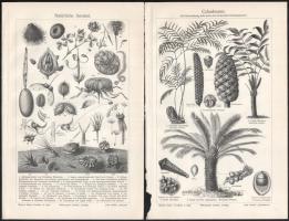 cca 1890-1900 össz. 28 db növényi témájú metszet és nyomat, többségében a Pallas Nagy Lexikonából és...