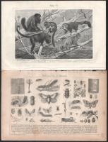 cca 1890-1900 10 db színes és 25 db fekete-fehér állati témájú metszet és nyomat, többségében a Pall...