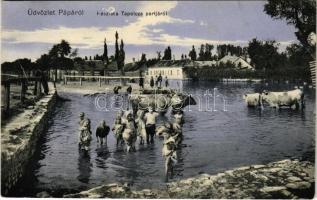 1910 Pápa, Részlet Tapolca folyó partjáról, fürdőző gyerekek, szarvasmarha. Kis Tivadar kiadása (fa)