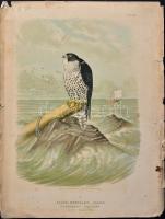 cca 1890-1900 Falco Gyrfalco, schleg. (Vadászsólyom). Színes litográfia, papír, kissé viseltes, sérült, 41x31 cm