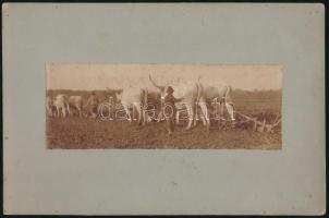 1904 Szántás ökrökkel Csobokán (Baranya megye), a herceg Esterházy birtokon, hátoldalon feliratozott fotó kartonra ragasztva, 6,5×17 cm
