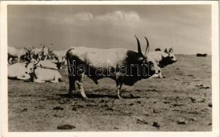 1942 Bugac, a hírös város hírös bikája