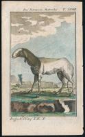 cca 1785 Az indiai anyajuh George-Louis Leclerq de Buffon (1707-1788) francia természettudós Allgemeine Naturgeschichte című művéből (Berlin, 1771). Rézmetszet, papír, 13×8 cm