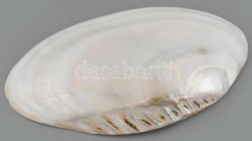Nagy méretű kagyló tál, 28x19