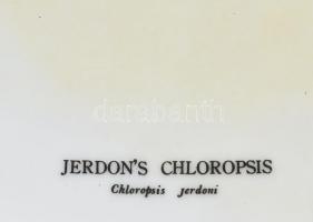 Sri Lankai dísztányér, Jerdon's Chloropsis (levélmadár) kézzel festett porcelán, jelzett, kopot...