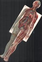 cca 1940 Janitsáry István gyógyszertára II. ker. nagy méretű receptboríték, benne az emberi test szö...