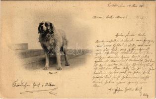 1905 Barri. St. Bernhard dog. Photogr. Kunstverlag D.C. Adamson (Davos) Nr. 70. (EK)
