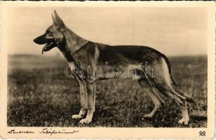 1939 Deutscher Schäferhund / German Shepherd dog