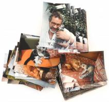 60 db modern fotó macskákról, cicákról, 15x10 cm