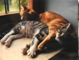 60 db modern fotó macskákról, cicákról, 15x10 cm