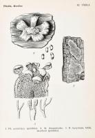 Bánhegyi József, Bohus Gábor, Kalmár Zoltán, Ubrizsy Gábor: Magyarország nagygombái a kalaposgombák ...