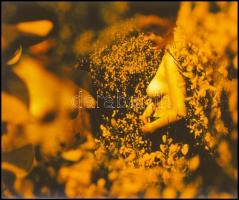 cca 1969 előtt készült, szolidan erotikus felvételek, 10 db vintage negatív és pozitív, vegyes össze...