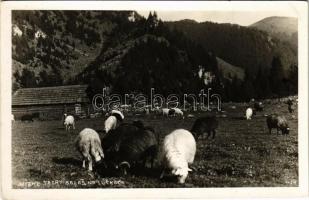 1938 Tátra, Alacsony-Tátra, Nízke Tatry; Salas na Lúckach / birkanyáj / flock of sheep