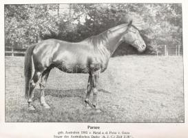 Burchard von Oettingen: Die Pferdezucht. Handbuch für Züchter, Studierende und Pferdefreunde. Mit 2 ...
