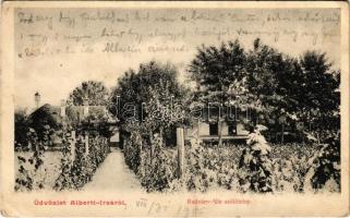 1905 Albertirsa, Radvány-féle szőlőtelep (EK)