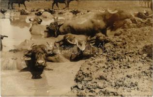 Dobrogea, Dobruja, Dobrudzsa; Büffel im Sumpf Dobrudscha / Romanian folklore, Buffalo in the swamp. Friedr. Haab photo