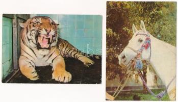 20 db MODERN motívum képeslap: állatok / 20 modern motive postcards: animals