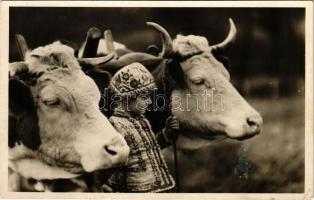 Magyar népviselet ökrökkel / Hungarian folklore with oxen (EK)