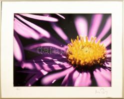 Huber Pál (?-): Virág. Fotóművészeti alkotás, jelzett, számozott (6/25), 29,5x39,5 cm, felületi sérülésekkel, könnyűfém keretben,