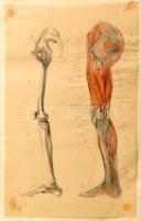 Anatómiai ábrák, rajzok gyűjteménye (emberi izomzat, csontozat felépítése), 26 sztl. lev., a lapok e...