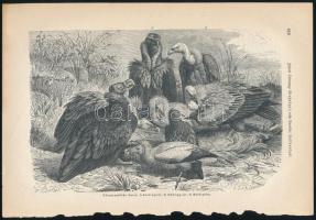 cca 1900 Kb 25 db litografált állatkép a Brehmből 25x17 cm