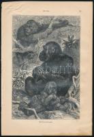 cca 1900 Kb 25 db litografált állatkép a Brehmből 25x17 cm