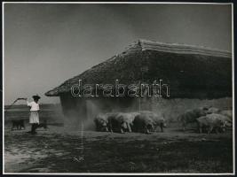 cca 1940-1950 A kondás kihajtja a kondáját a legelőre, hullámos, 17x23 cm