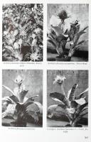 Dísznövénytermesztés. Szerk.: Nagy Béla. Bp., 1975., Mezőgazdasági. Gazdag képanyaggal illusztrált. ...