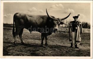 A puszta dísze, magyar szürkemarha + 1950 Országos Mezőgazdasági Kiállítás és Tenyészállatvásár 5 Éves Terv So. Stpl