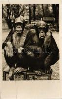 1943 Budapest XIV. Székesfővárosi Állatkert, az állatkerti csimpánzpár. Hölzel Gyula felvétele