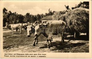 1943 Auch Ochsen- und Kuhgespanne helfen unsere eigene Ernte bergen / Harvest with oxen and cow carts / Második világháborúban ökrök és tehenek segítik a betakarítást