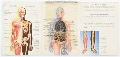 cca 1940 az emberi test kihajtható többrétegű nejlon lapra nyomott ábrákkal