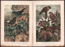 cca. 1890 Brehms, Alfred E.: Vögel. / Madarak. 6db Litográfia. 25x17cm