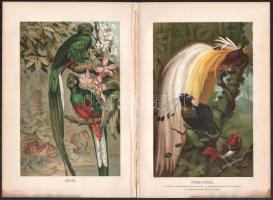 cca. 1890 Brehms, Alfred E.: Vögel. / Madarak. 6db Litográfia. 25x17cm
