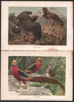cca. 1890 Brehms, Alfred E.: Vögel. / Madarak. 6db Litográfia. 25x17cm