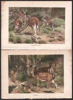 cca. 1890 Brehms, Alfred E.: Emlősök. 6db Litográfia. 25x17cm