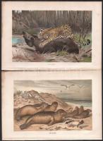 cca. 1890 Brehms, Alfred E.: Emlősök. 6db Litográfia. 25x17cm